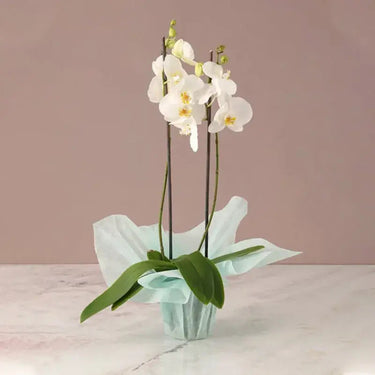 Phalaenopsis Orchid Plant - 2 Stem White Orchid in Green Wrapping